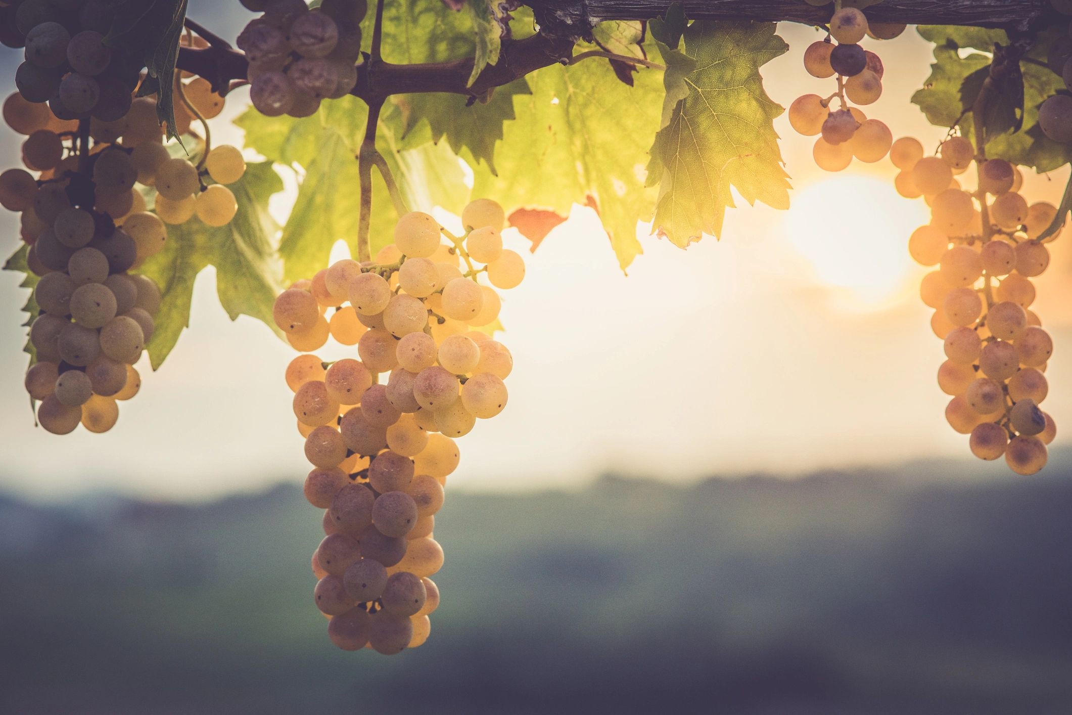 Close-up of white grapes hanging on the vine