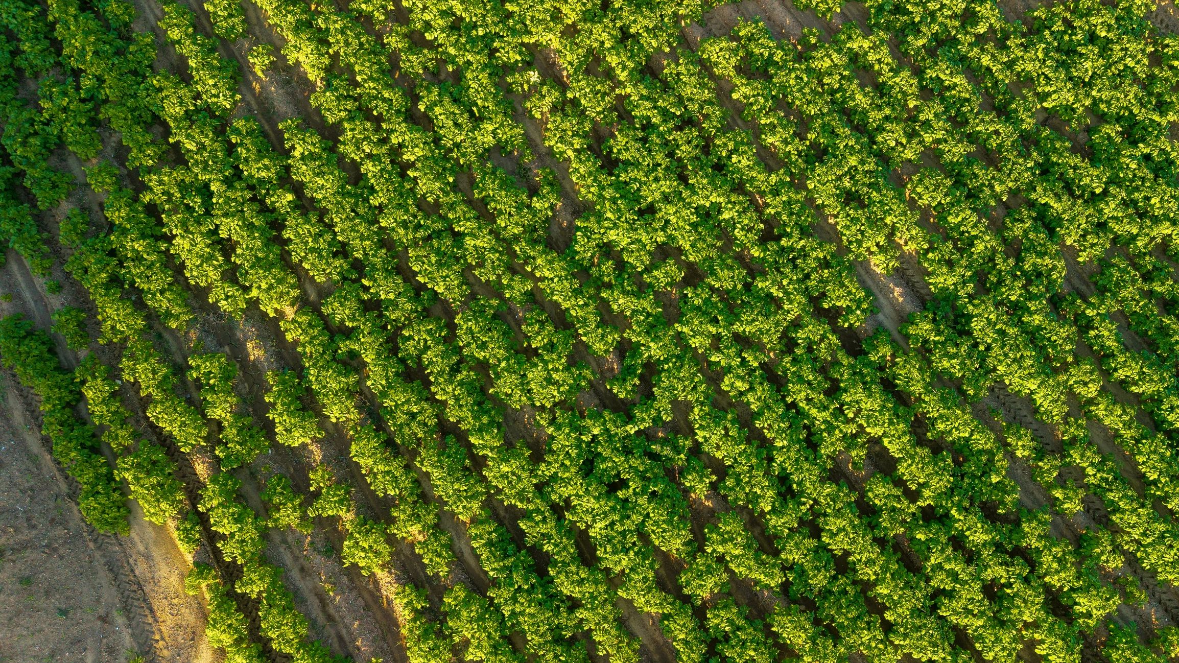 Sunlit vineyard rows in wine country