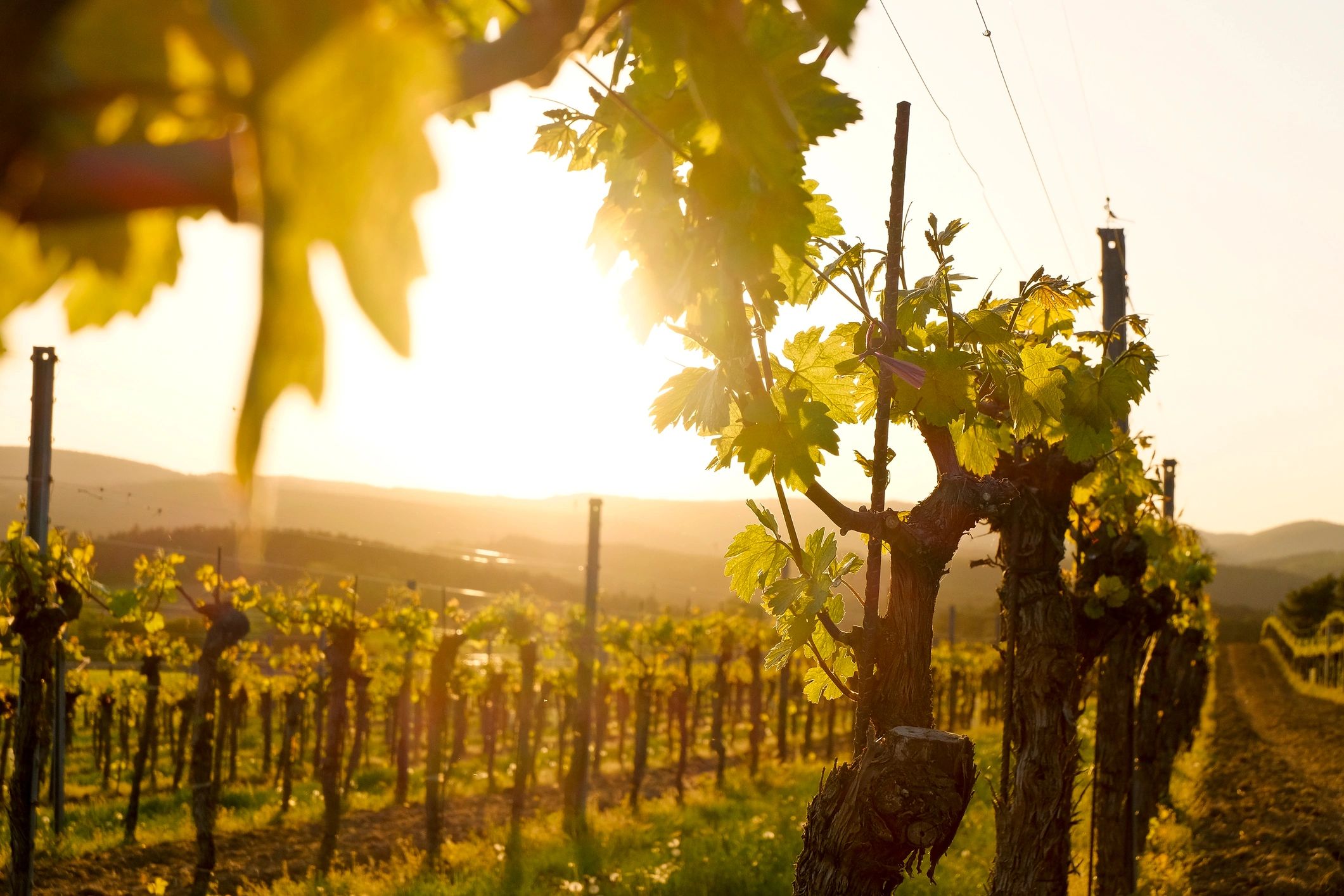 Sunlit vineyard rows in a classic wine country landscape